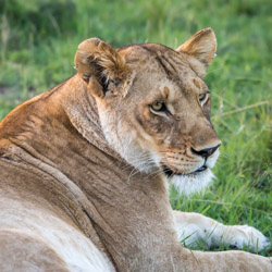 Lion in Kenya