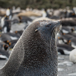 South Georgia Island fur seal