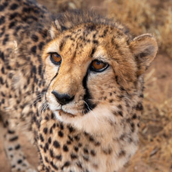 cheetah photo