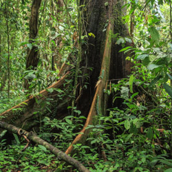 Borneo Danum Valley rainforest