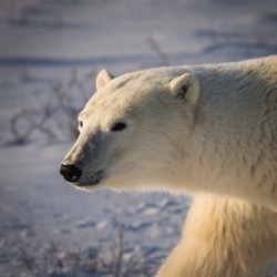 Polar bear photo