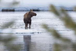 Moose just outside Yellowstone