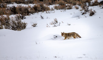 Coyote in the Lamar Valley
