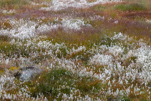 Cotton grass, Ilulissat