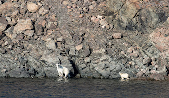 Polar bears, Bellot Strait