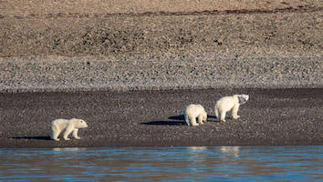 Polar bears on Devon Island, Canadian High Arctic
