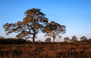 Pantanal sunrise. Very flat with a few trees.