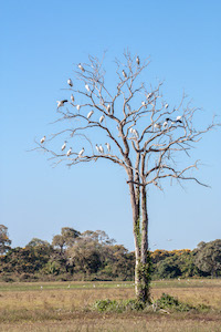 A tree full of storks