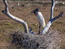 Jabiru stork and chicks