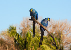 Hyacinth macaws