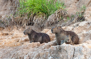 A family of capybaras, world's largest rodent