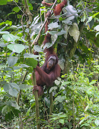 Orangutan mother and baby in the wild
