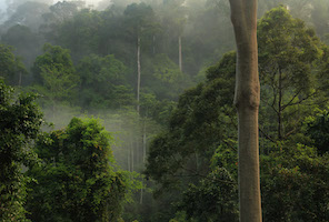 Rainforest at Danum Valley