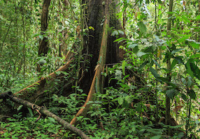 Buttressed tree in Danum Valley