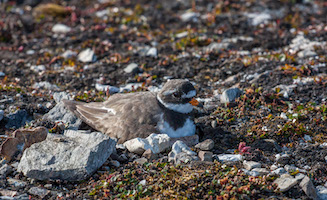 Ring-necked plover nesting on the tundra
