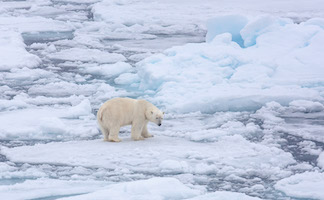 Polar bear on the sea ice