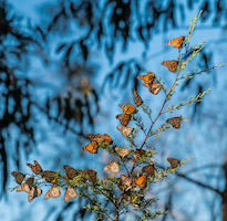 Monarch butterflies at Pismo Beach