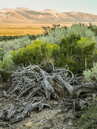 Near Mono Lake