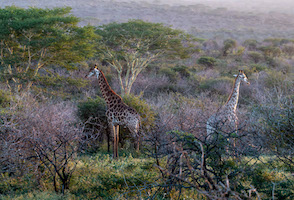 Giraffes at dawn, South Africa