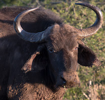Cape Buffalo, South Atrica