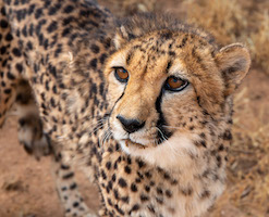 Cheetah, Cheetah Conservation Fund, Namibia