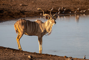 Kudu, Etosha National Park, Namibia