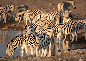 Zebra, Etosha National Park, Namibia